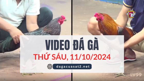 Clip Đá Gà Campuchia Ngày 11/10/2024 (CPC2/CPC3)