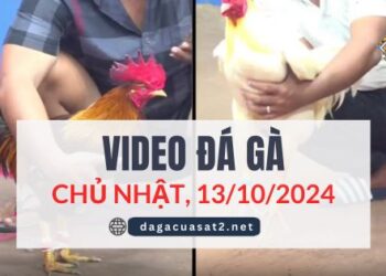 Clip Đá Gà Campuchia Ngày 13/10/2024 (CPC2/CPC3)