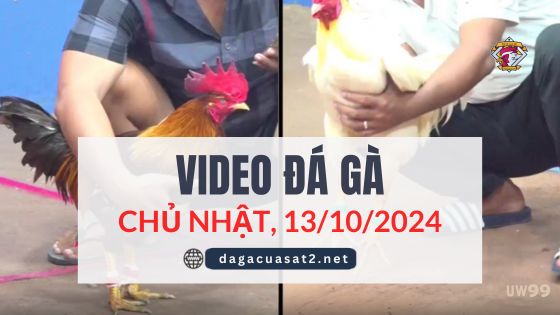 Clip Đá Gà Campuchia Ngày 13/10/2024 (CPC2/CPC3)
