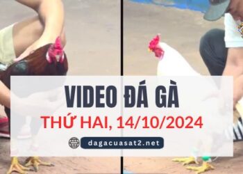 Video Đá Gà Thomo Ngày 14/10/2024 (CPC3/ CPC1)