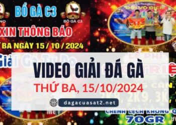 Video Đá Gà Thomo Ngày 15/10/2024 (CPC3/ CPC1)