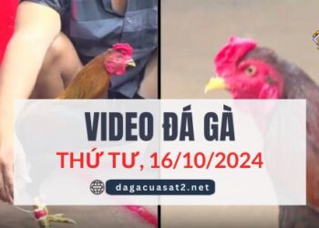 Clip Đá Gà Campuchia Ngày 16/10/2024 (CPC2/CPC3)