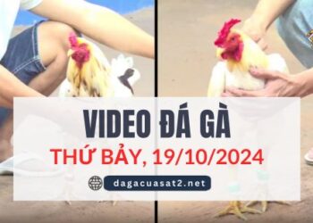 Video Đá Gà Thomo Ngày 19/10/2024 (CPC3/ CPC1)