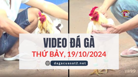 Video Đá Gà Thomo Ngày 19/10/2024 (CPC3/ CPC1)
