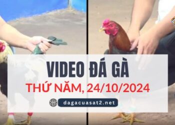 Video Đá Gà Thomo Ngày 24/10/2024 (CPC3/ CPC1)