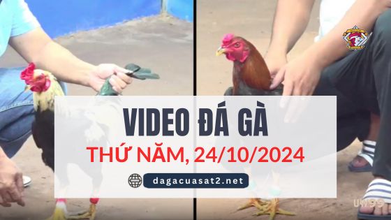 Video Đá Gà Thomo Ngày 24/10/2024 (CPC3/ CPC1)