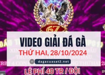 Video Đá Gà Thomo Ngày 28/10/2024 (CPC3/ CPC1)
