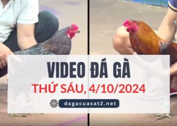 Clip Đá Gà Campuchia Ngày 4/10/2024 (CPC2/CPC3)