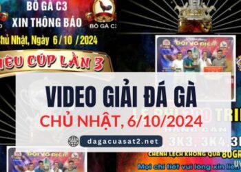 Clip Đá Gà Campuchia Ngày 6/10/2024 (CPC2/CPC3)