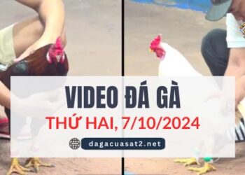 Video Đá Gà Thomo Ngày 7/10/2024 (CPC3/ CPC1)