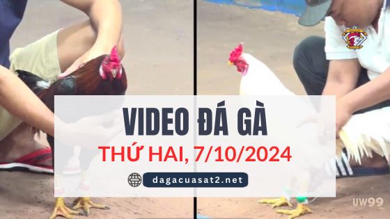 Video Đá Gà Thomo Ngày 7/10/2024 (CPC3/ CPC1)