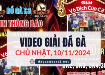 Clip Đá Gà Campuchia Ngày 10/11/2024 (CPC2/CPC3)