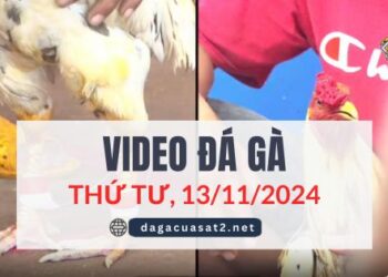 Clip Đá Gà Campuchia Ngày 13/11/2024 (CPC2/CPC3)