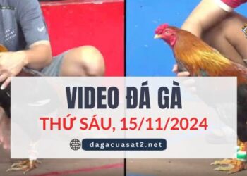 Clip Đá Gà Campuchia Ngày 15/11/2024 (CPC2/CPC3)
