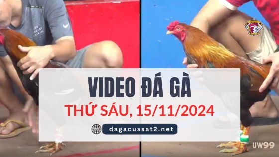 Clip Đá Gà Campuchia Ngày 15/11/2024 (CPC2/CPC3)