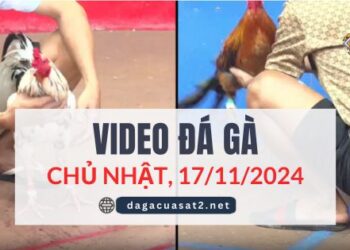 Clip Đá Gà Campuchia Ngày 17/11/2024 (CPC2/CPC3)