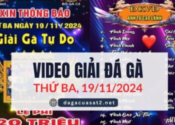 Video Đá Gà Thomo Ngày 19/11/2024 (CPC3/ CPC4)