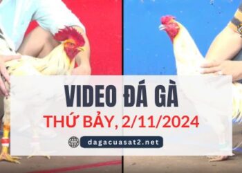 Video Đá Gà Thomo Ngày 2/11/2024 (CPC3/ CPC1)