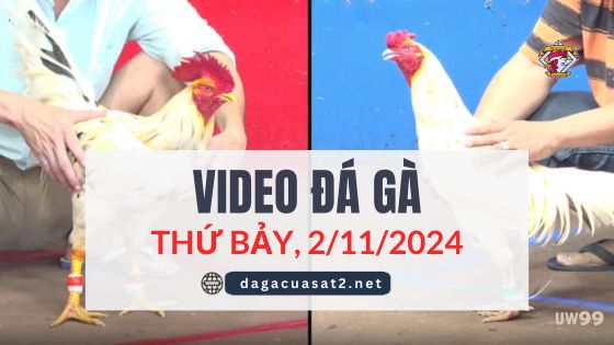 Video Đá Gà Thomo Ngày 2/11/2024 (CPC3/ CPC1)