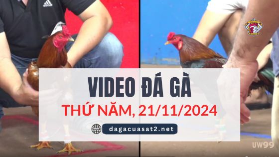 Video Đá Gà Thomo Ngày 21/11/2024 (CPC3/ CPC1)