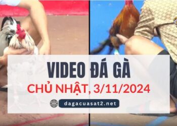 Clip Đá Gà Campuchia Ngày 3/11/2024 (CPC2/CPC3)