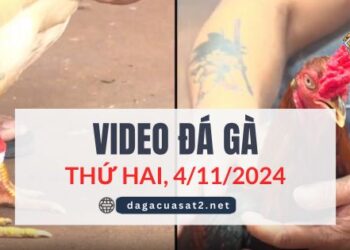 Video Đá Gà Thomo Ngày 4/11/2024 (CPC3/ CPC1)