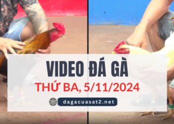 Video Đá Gà Thomo Ngày 5/11/2024 (CPC3/ CPC1)