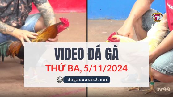 Video Đá Gà Thomo Ngày 5/11/2024 (CPC3/ CPC1)