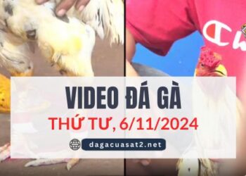 Clip Đá Gà Campuchia Ngày 6/11/2024 (CPC2/CPC3)