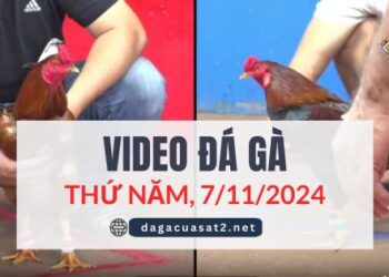Video Đá Gà Thomo Ngày 7/11/2024 (CPC3/ CPC1)