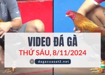 Clip Đá Gà Campuchia Ngày 8/11/2024 (CPC2/CPC3)